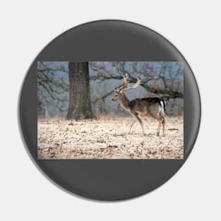 North European Fallow Deer at Woolaroc Oklahoma Pin