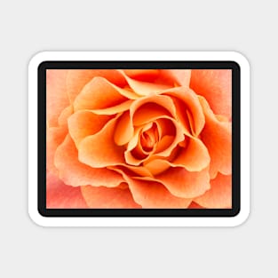 Close-up of light colored orange rose Magnet