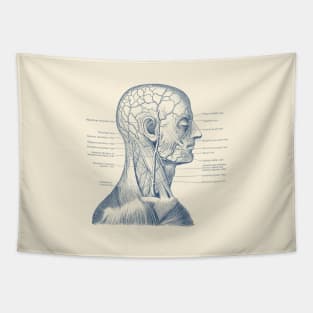 Vascular and Muscular System - Vintage Anatomy Tapestry