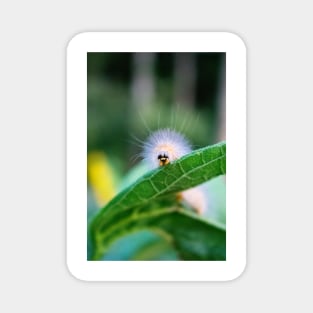 Caterpillar on a Sunflower leaf Magnet