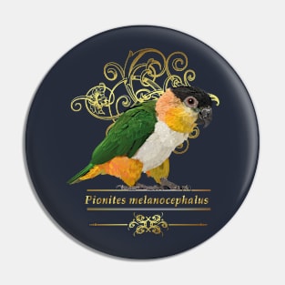 black headed caique Pin