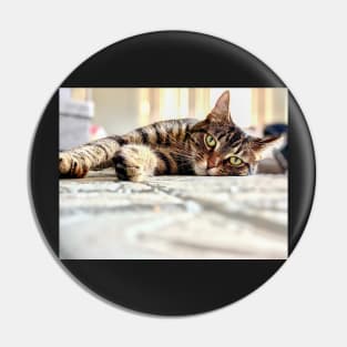 Mackerel Tabby Cat :: Canines and Felines Pin