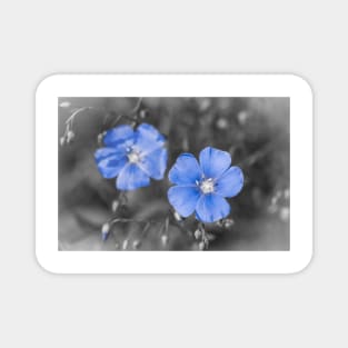 Gentle Blue Flower Magnet