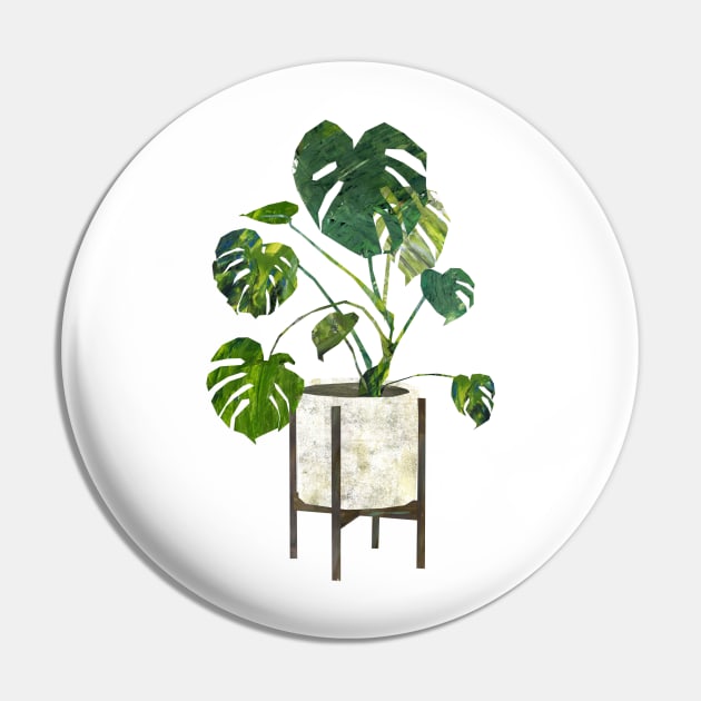 Monstera decliciosa Pin by Babban Gaelg