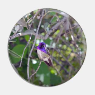 Purple Hummingbird Pin