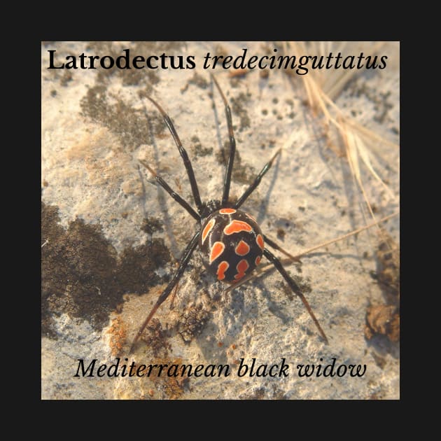 Latrodectus tredecimguttatus -  Mediterranean black widow by Rosettemusicandguitar