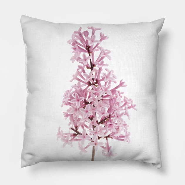 Lilac Pillow by rheyes