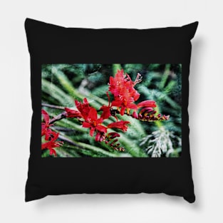 Montbretia Pillow