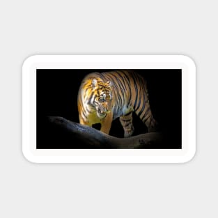 Tiger Animal Feline Wild Life Jungle Nature Freedom Travel Africa Digital Painting Magnet