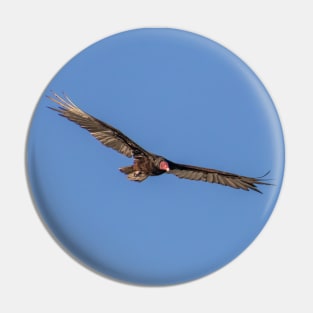 Turkey Vulture in a Blue Sky Pin