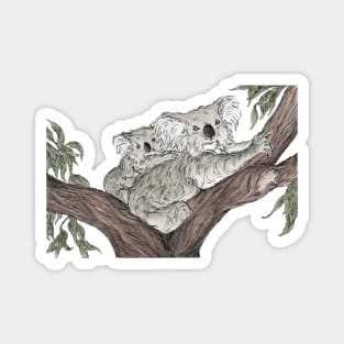 Cute Koalas in Tree Magnet