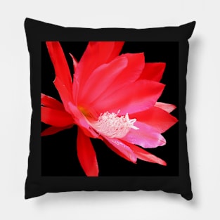 Red cactus flower isolated on black Pillow