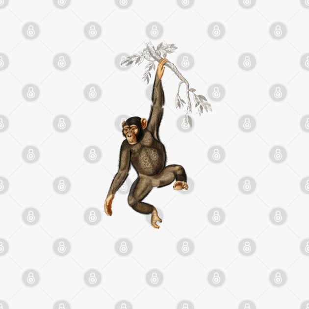 Chimpangze (Troglodyte Chimpanze) illustrated by Storing