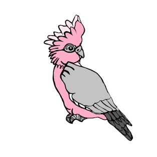 Pink Galah T-Shirt