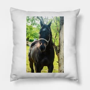 the handsome horse Pillow