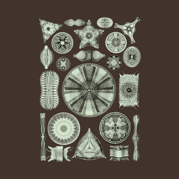 Ernst Haeckel Diatoms Olive Green by Scientistudio