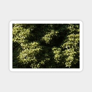 Green Leaves Tree Canopy High Above Magnet