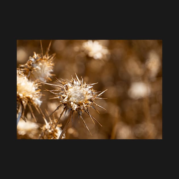 Sepia seed head. by sma1050