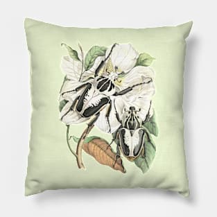 Beetles and Tropical Flower Vintage Nature Illustration Pillow