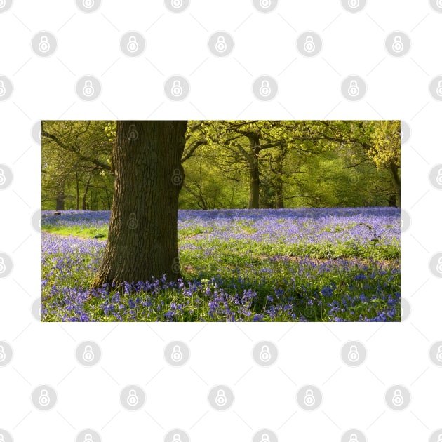 Bluebell Wood, Essex by Chris Petty