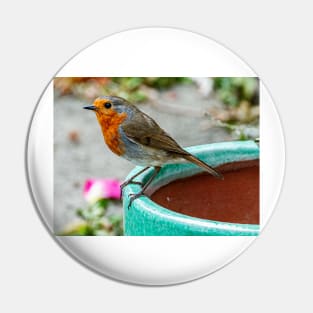 Robin Red Breast Bird Photography Poster Pin