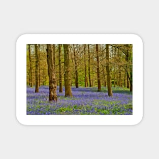 Bluebell Woods Greys Court Oxfordshire UK Magnet