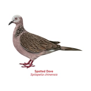 Spotted Dove | Spilopelia chinensis T-Shirt