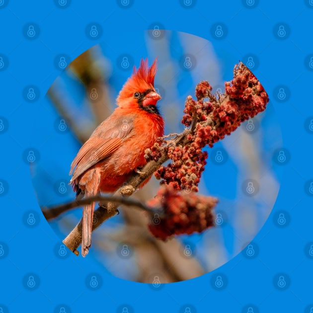 Hungry Cardinal Bird Photograph by love-fi