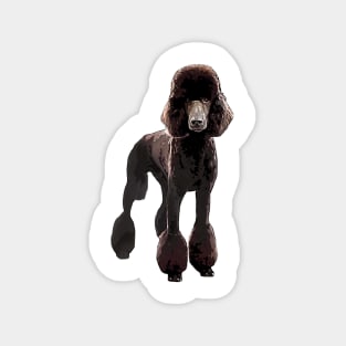 Poodle Black Elegance Magnet