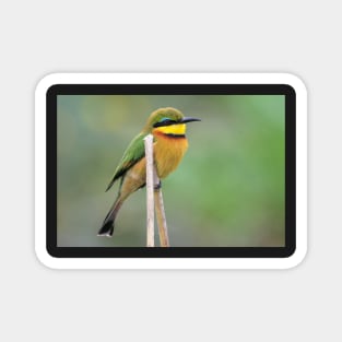 Little Bee-eater, Zambia Magnet