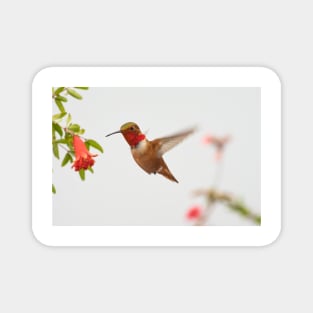 Rufous Hummingbird Magnet