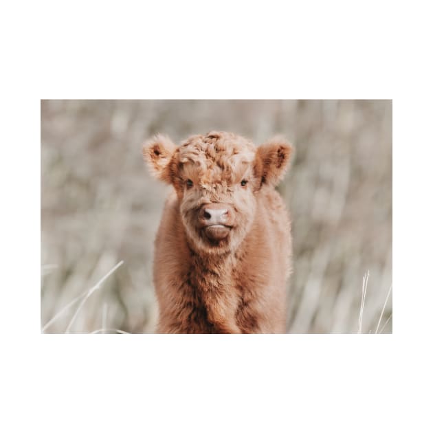Scottish Highland Cow Baby Calf by Melissa Peltenburg Travel Photography