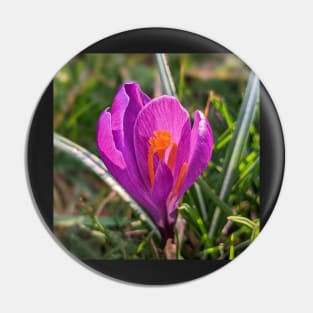 Orange and Purple Flower in the Sun 2 Pin