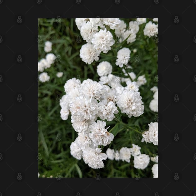 Small white flowers in gardenbed by topsnthings