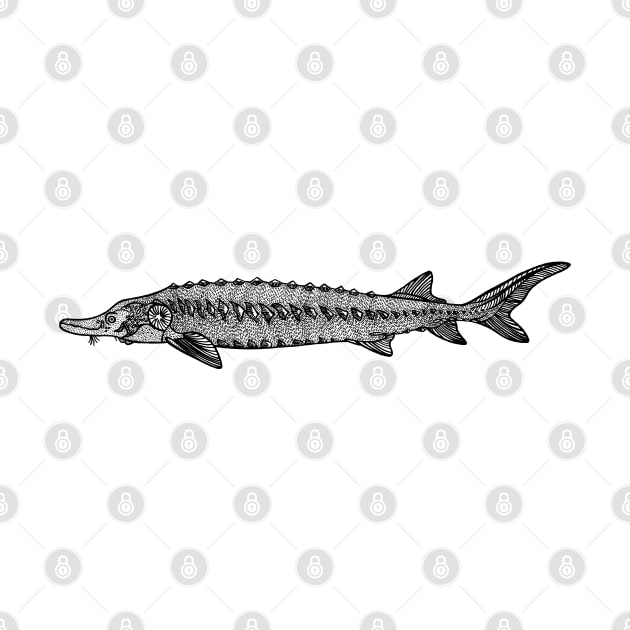 European Sea Sturgeon - fish drawing on white by Green Paladin