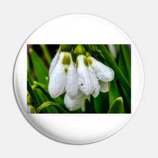 Snowdrops 1 Pin