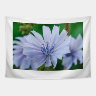 Cichorium intybus  Chicory Tapestry