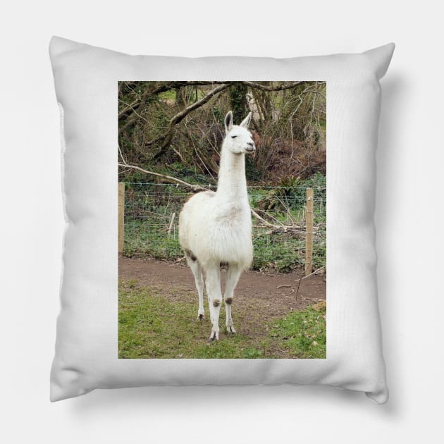 White Llama Pillow by pinkal