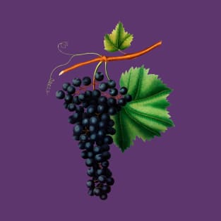 Vintage Botanical Illustration - Berzemina Grape 112 T-Shirt