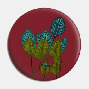 Calathea houseplant - Dark Red Pin