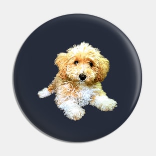 Golden doodle labradoodle cavoodle cavapoo poodle mix Pin