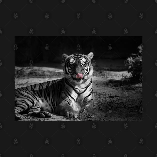 tiger, black and white by hottehue