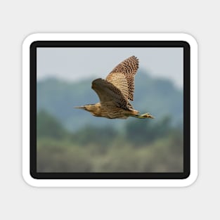 Bittern in flight in the UK Magnet