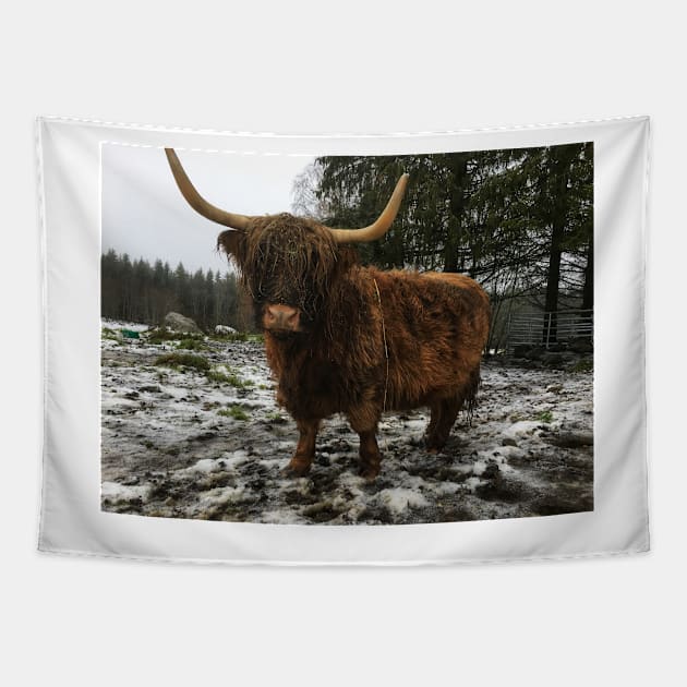 Scottish Highland Cattle Cow 2166 Tapestry by SaarelaHighland