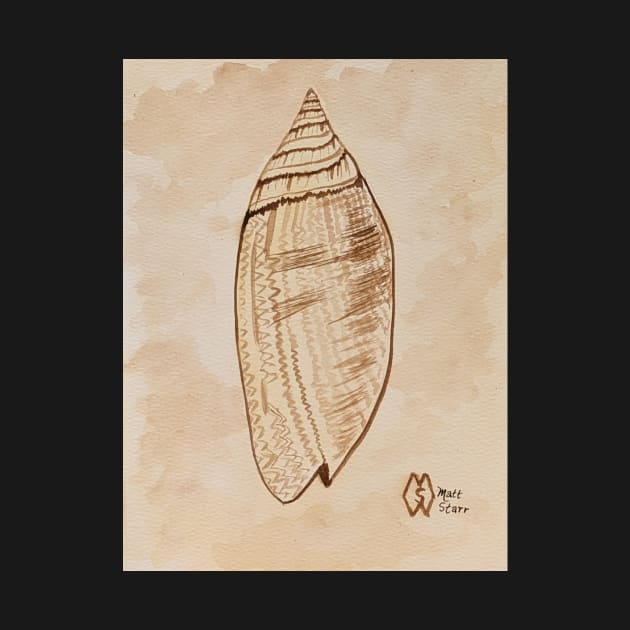 Lettered Olive Shell by Matt Starr Fine Art