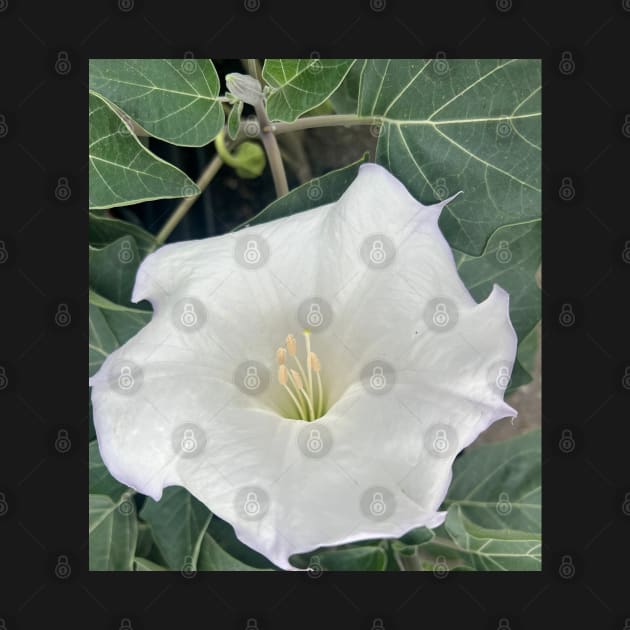 Speak Your Truth with the White Trumpet Flower by Photomersion