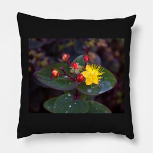 Golden Saint Johns Wort Pillow