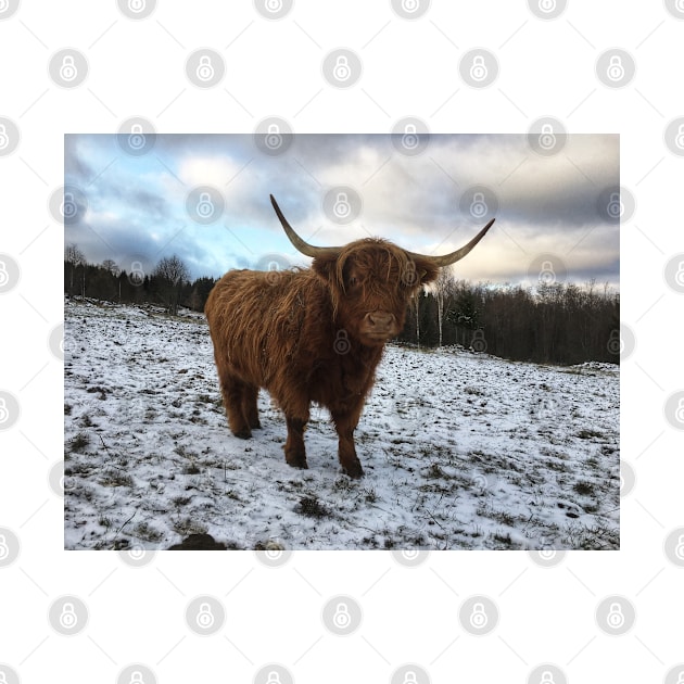 Scottish Highland Cattle Cow 2154 by SaarelaHighland