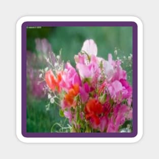 Sweet peas, -small but pretty Magnet