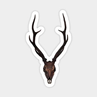 Ancient Deer Skull Magnet